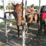 The horse was almost suspended in the air. It's hard to kick this way.