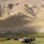 Woolly yaks grazed peacefully alongside the road. There were no fences.