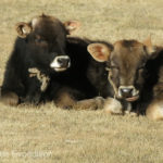 These baby yak calves were already putting on their winter coat.