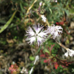 Monika is always looking for flowers along the roadside. This is a lacy Kyrgyz version of a dianthus.