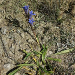 We found a gentian, one of the first Spring flowers which also grow in the Swiss Alps.