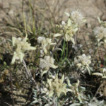 It was amazing to discover Edelweiss in Central Asia. It's the revered flower of Swiss climbers.