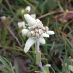 Always a flower somewhere, this Edelweiss was waiting for Monika.