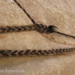The ropes that hold the warm felt yurts together are made from horse or yak hair.