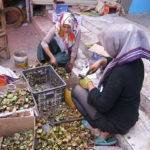 These women were busy shucking walnuts. The dark stain is very hard to wash off.