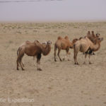 Wild camels roamed close to the road. Their ancestors once caravanned along the Silk Road.
