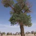The Euphrates Poplar or Desert Poplar (Populus Euphratica) are the oldest poplars in the world.
