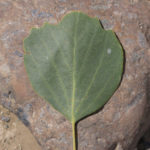 This is an Euphrates Poplar leaf.