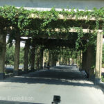 To give cooling shade during the intense summers, many streets were covered with grapevine trellises. The sign read, “Ornamental Grapes, Do Not Pick”.