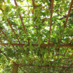 The grapes on the trellis along the walkways were tempting.