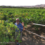 No mechanical harvesting here. I could barely walk through this vineyard.