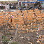 Melons were in season and drying them was a good way to preserve their value if they could not be sold ripe out of the fields.