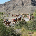 This lifelike caravan of camels lets tourists better imagine how it must have looked like during the Silk Road years.