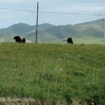 Seeing yaks grazing on the roadside gave us hope of finding yak butter in the next town.