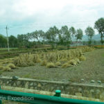 There is no machine that can stack and tie bundles of grain like these. It must be done by hand.