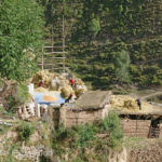 Threshing, as seen here, is loosening of grain or seeds from the husks and straw. The next step in the chaff-removal process is winnowing.