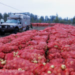 Rain overnight intensified the onion smell in the air.