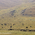 As we climbed higher herds of yaks grazed on the grassy hillsides.