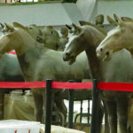 Horses being restored