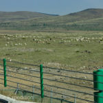 Herds of sheep were a nice brake from the otherwise boring highway.