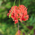 There were many flowers we did not know their names of.