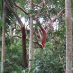 This red barked tree was our favorite. No wonder, it is called "Tourist Tree" or Gumbo Limbo (Bursera simaruba)