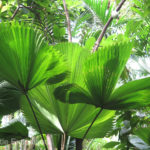 Ferns invited photographers to capture their display of light.