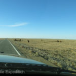 Horses and camels grazing near the road gave us a feeling that we had entered a special place.