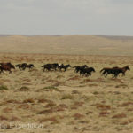 Mongolia Blog 1 004