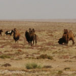 Mongolia Blog 1 005