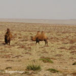 Mongolia Blog 1 006