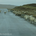 With no fences anywhere, sheep can graze wherever they choose. An early snowmelt created a good watering hole.