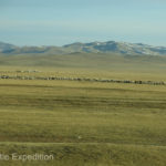 Large herds of sheep grazed near their owners’ yurts. Mongolia is still a nomadic culture.