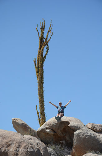 Our favorite Turtle in Baja California’s Rock Garden.