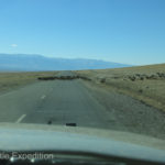 Herds of goats and horses seemed compelled to cross the road just as we approached them.