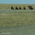 The occasional small group of camels were totally unimpressed by our approach.