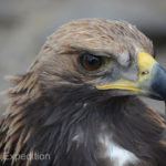 During a hunting dive toward its prey, a Golden Eagle can reach speeds up to 320 km/h, (199 mph). The impact alone will stun or kill a small fox or wolf.