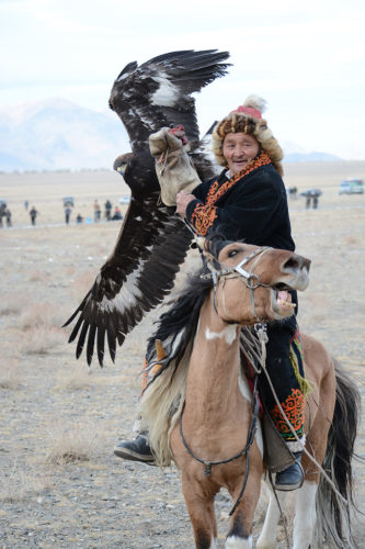 Once the eagle landed on her trainer's glove the galloping horse was quickly brought to a stop.