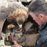 As soon as she lands on her trainer’s heavy glove, the judges click their watches and a treat is provided to the eagle for her successful landing.