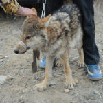 In past years, the winner of the Golden Eagle contest was allowed to send his eagle after a live fox or a small wolf pup as a final demonstration of the eagle’s skill for the crowd. The foreign tourists felt so sorry for this baby wolf that someone bought it to save its life. We wondered how it will manage in the wilderness full of hungry eagles during the winter.