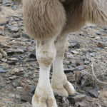 Camels big flat feet seemed better designed for soft sand than the rocky terrain like this part of the Gobi desert mountains.