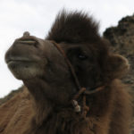 The camels we saw in this part of Mongolia were beautiful animals, but they definitely have a personality of their own. If you get too close they will spit at you.