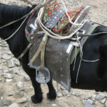 Not exactly a typical western saddle. I recall going for a short ride back in 1996 in another part of Mongolia using a saddle like these. I can tell you it might change your voice after a long ride.