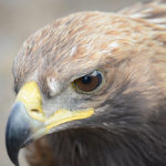 The Golden Eagle is one of the largest, fastest, nimblest raptors in the world. Lustrous gold feathers gleam on the back of its head and neck; a powerful beak and talons advertise its hunting prowess. The Golden Eagle has long inspired both reverence and fear.