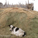 Hay was stockpiled for the cold winter ahead.