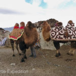 Our camels arrived in full dress except for thicker pads and a saddle.