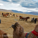 Our tortuous route across the lumpy grasslands wandered through herds of sheep, goats, horses, cows and yaks.