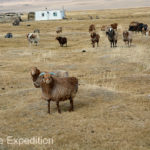 Mongolia Blog 6 032