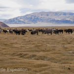 Mongolia Blog 6 034