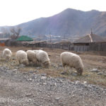 These sheep were ready for winter with their full coats.